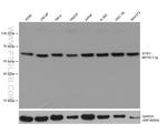 STIP1 Antibody in Western Blot (WB)