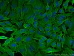 GNAI3 Antibody in Immunocytochemistry (ICC/IF)