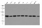 GNAI3 Antibody in Western Blot (WB)