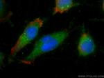 LANCL1 Antibody in Immunocytochemistry (ICC/IF)