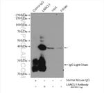 LANCL1 Antibody in Immunoprecipitation (IP)