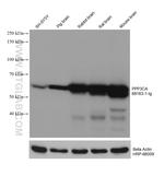 PPP3CA Antibody in Western Blot (WB)