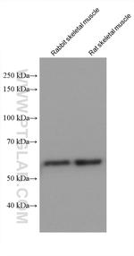 PPP3CA Antibody in Western Blot (WB)