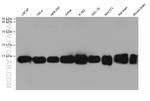 TCEB1 Antibody in Western Blot (WB)