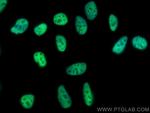 U2AF2 Antibody in Immunocytochemistry (ICC/IF)