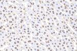 U2AF2 Antibody in Immunohistochemistry (Paraffin) (IHC (P))