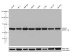 U2AF2 Antibody in Western Blot (WB)