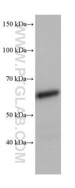 U2AF2 Antibody in Western Blot (WB)