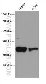 MRPP3 Antibody in Western Blot (WB)