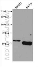 MRPP3 Antibody in Western Blot (WB)