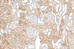 NIT2 Antibody in Immunohistochemistry (Paraffin) (IHC (P))