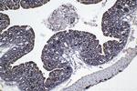 TOLLIP Antibody in Immunohistochemistry (Paraffin) (IHC (P))