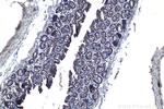 TOLLIP Antibody in Immunohistochemistry (Paraffin) (IHC (P))