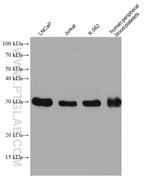 TOLLIP Antibody in Western Blot (WB)