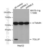 TOLLIP Antibody in Western Blot (WB)