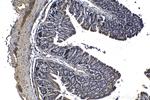 EIF4E3 Antibody in Immunohistochemistry (Paraffin) (IHC (P))