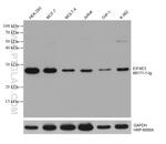 EIF4E3 Antibody in Western Blot (WB)