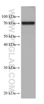 GPD2 Antibody in Western Blot (WB)