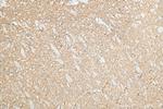 SYNGR1 Antibody in Immunohistochemistry (Paraffin) (IHC (P))