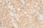 SYNGR1 Antibody in Immunohistochemistry (Paraffin) (IHC (P))