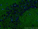 SYNGR1 Antibody in Immunohistochemistry (PFA fixed) (IHC (PFA))