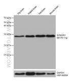 SYNGR1 Antibody in Western Blot (WB)