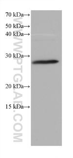 SYNGR1 Antibody in Western Blot (WB)