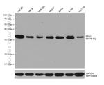 PPA1 Antibody in Western Blot (WB)