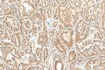 NSFL1C Antibody in Immunohistochemistry (Paraffin) (IHC (P))