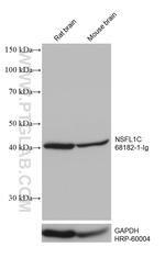 NSFL1C Antibody in Western Blot (WB)