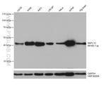 NSFL1C Antibody in Western Blot (WB)