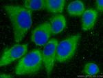 PABPC4 Antibody in Immunocytochemistry (ICC/IF)