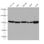 PABPC4 Antibody in Western Blot (WB)