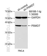 PSMD7 Antibody in Western Blot (WB)