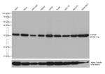 CAPZB Antibody in Western Blot (WB)