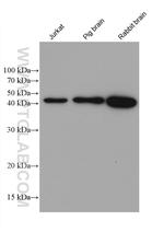 GNAQ Antibody in Western Blot (WB)