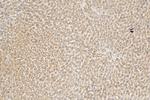 NNT Antibody in Immunohistochemistry (Paraffin) (IHC (P))