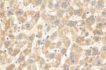 NNT Antibody in Immunohistochemistry (Paraffin) (IHC (P))