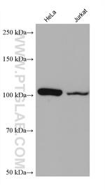 NNT Antibody in Western Blot (WB)