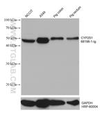 CYP2S1 Antibody in Western Blot (WB)