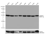 CSNK2A1 Antibody in Western Blot (WB)