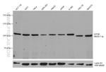 EIF3B Antibody in Western Blot (WB)