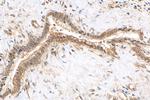 PSMA4 Antibody in Immunohistochemistry (Paraffin) (IHC (P))