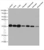 PSMA4 Antibody in Western Blot (WB)