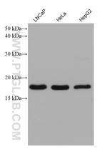 ARF4 Antibody in Western Blot (WB)