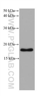 ARF4 Antibody in Western Blot (WB)