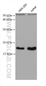 ARF4 Antibody in Western Blot (WB)