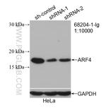 ARF4 Antibody in Western Blot (WB)