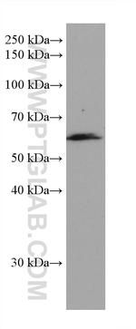 CAP1 Antibody in Western Blot (WB)