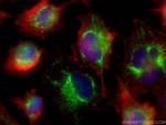 LETM1 Antibody in Immunocytochemistry (ICC/IF)